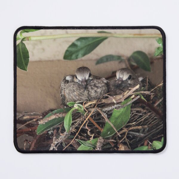 Item preview, My Two Mourning Dove Babies July 2023 designed and sold by heatherfriedman.