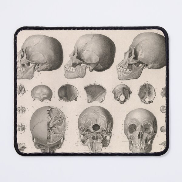 Item preview, Vintage Human Skull Anatomy Diagram (1850) designed and sold by BravuraMedia.