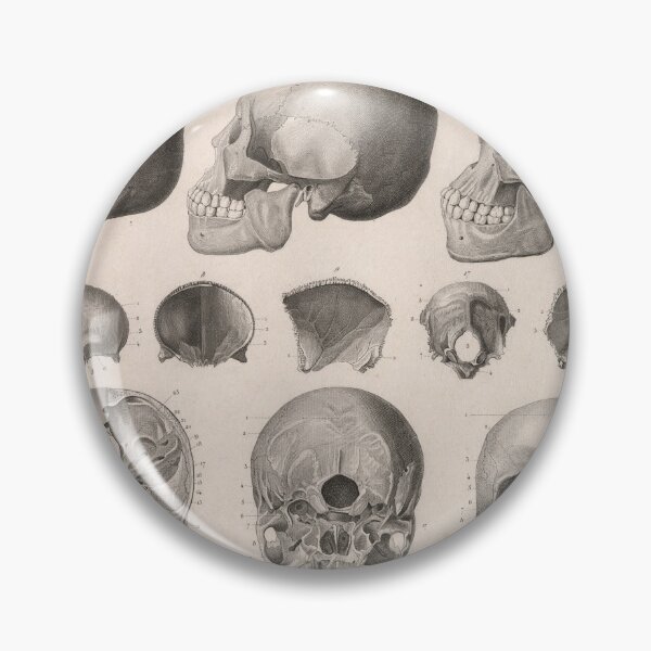 Item preview, Vintage Human Skull Anatomy Diagram (1850) designed and sold by BravuraMedia.