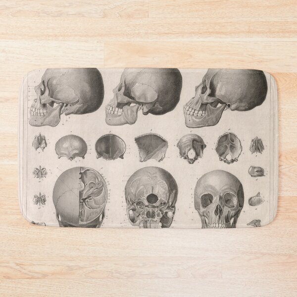 Item preview, Vintage Human Skull Anatomy Diagram (1850) designed and sold by BravuraMedia.