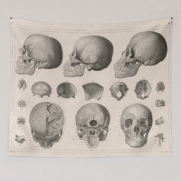 Item preview, Vintage Human Skull Anatomy Diagram (1850) designed and sold by BravuraMedia.
