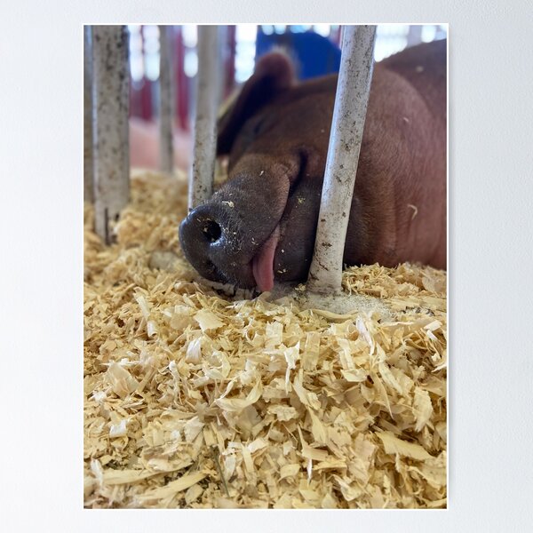 Item preview, County fair pig designed and sold by SurfeitShop.