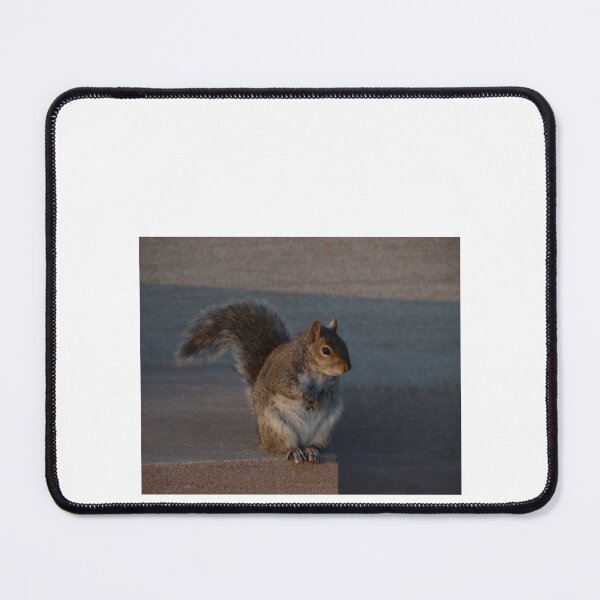 Item preview, Urban Gray Squirrel designed and sold by demetrius-krame.