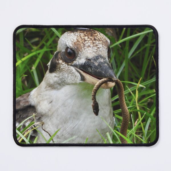 Artikelvorschau, Kookaburra genießt eine Schlange entworfen und verkauft von Mark Grimsley.
