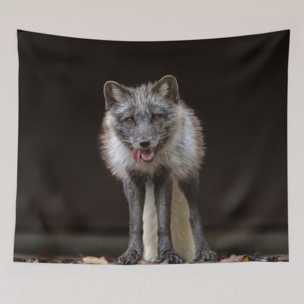 Item preview,  Captivating Silver Fox designed and sold by rawshutterbug.