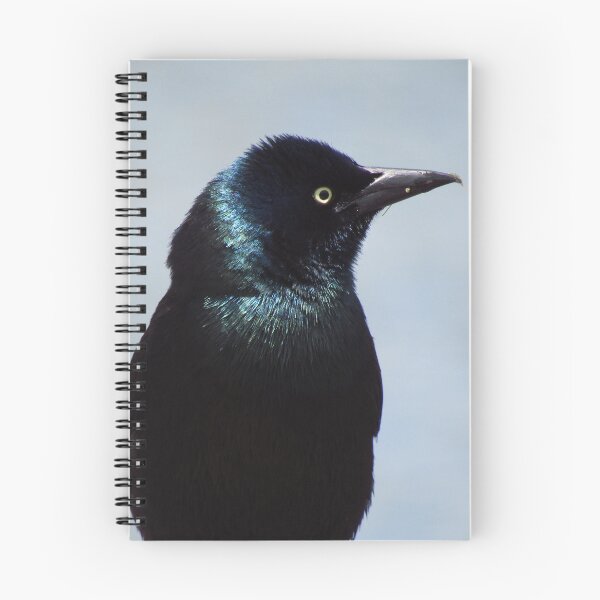 Item preview, Common Grackle designed and sold by RogueLeaderT65B.
