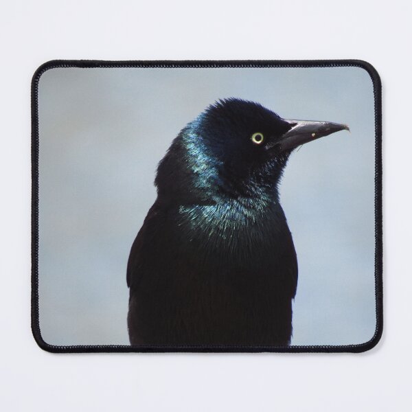 Item preview, Common Grackle designed and sold by RogueLeaderT65B.