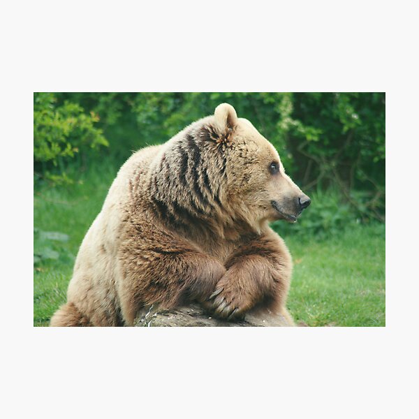 Item preview, Bear Chillin designed and sold by Amie Swannell.
