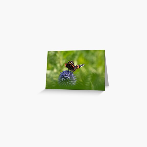 Item preview, Red admiral butterfly designed and sold by Margriet Verkuijlen.