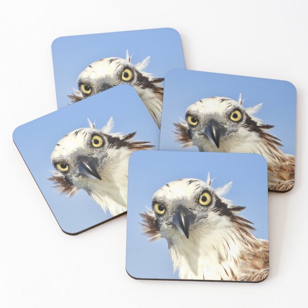Item preview, Osprey Intimidating stare on the Urangan pier  designed and sold by Mark Grimsley.