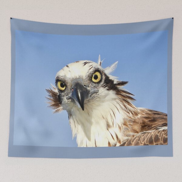 Item preview, Osprey Intimidating stare on the Urangan pier designed and sold by Mark Grimsley.