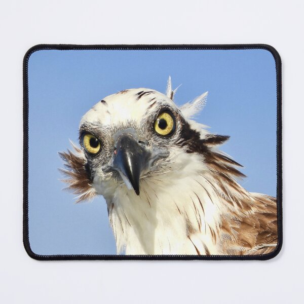Item preview, Osprey Intimidating stare on the Urangan pier  designed and sold by Mark Grimsley.