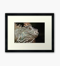 Iguana Framed Print