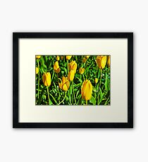 Yellow Tulips Framed Print