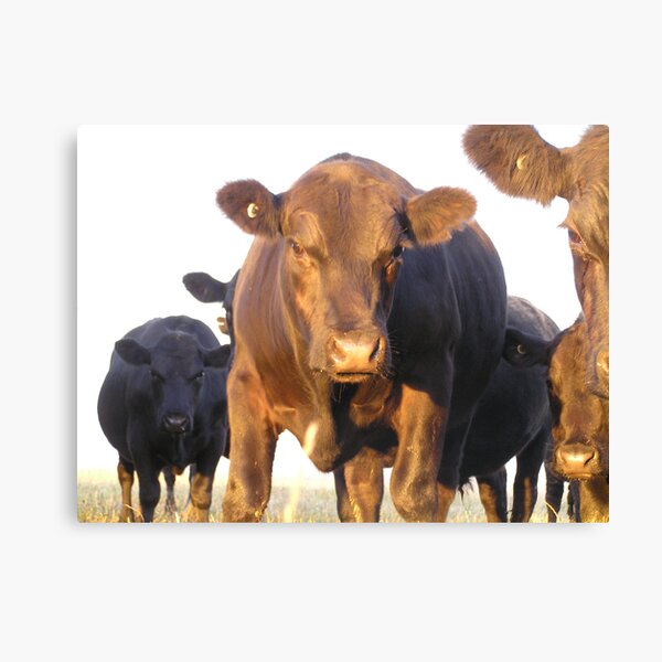 Angus Cattle Gifts & Merchandise | Redbubble