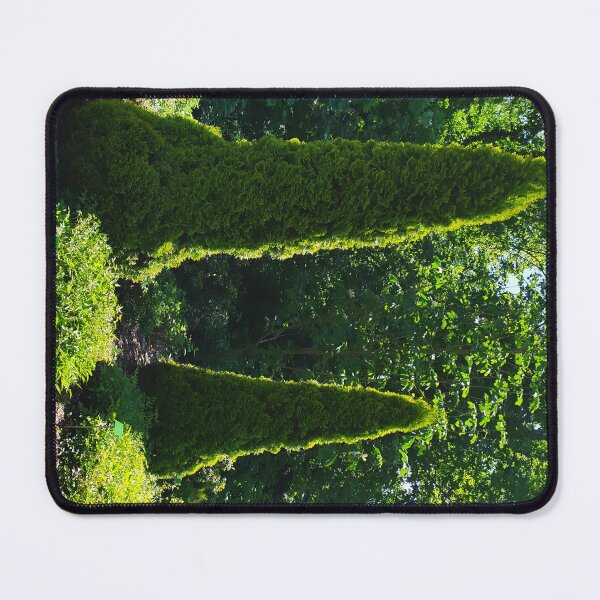Item preview, Thuja occidentalis - Botanical Garden of the University of Wrocław. designed and sold by Santonix.