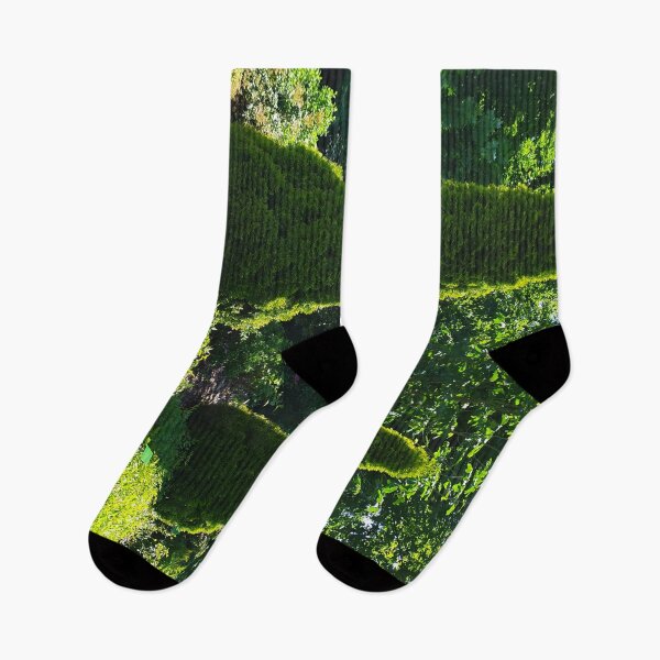 Item preview, Thuja occidentalis - Botanical Garden of the University of Wrocław. designed and sold by Santonix.