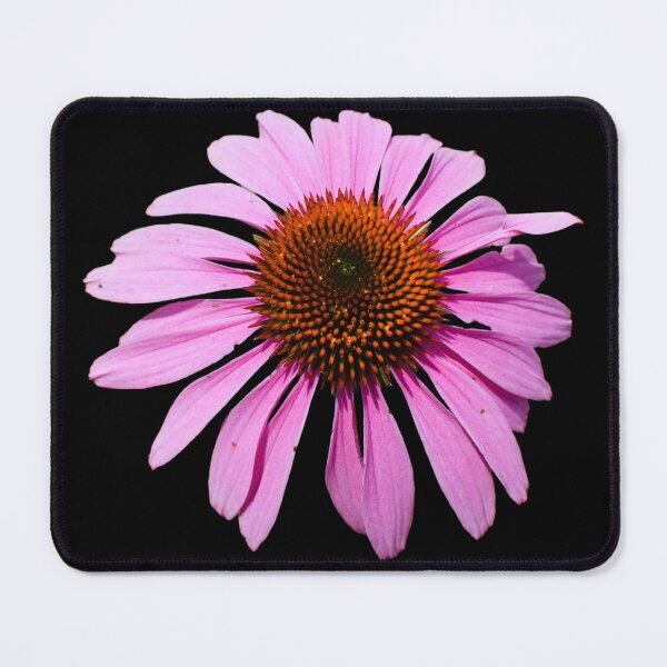 Item preview, Pink Echinacea Cone Flower - black background designed and sold by Louise-Mae.
