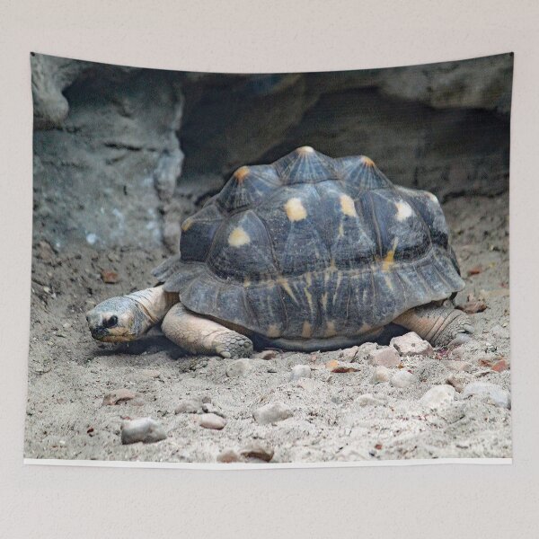 Item preview, Radiated Tortoise designed and sold by Strawflower Oasis.