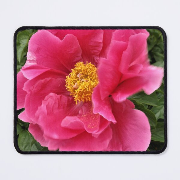 Item preview, Pink Peonies and White Fence designed and sold by Scott and Mary Schneider art_photography.