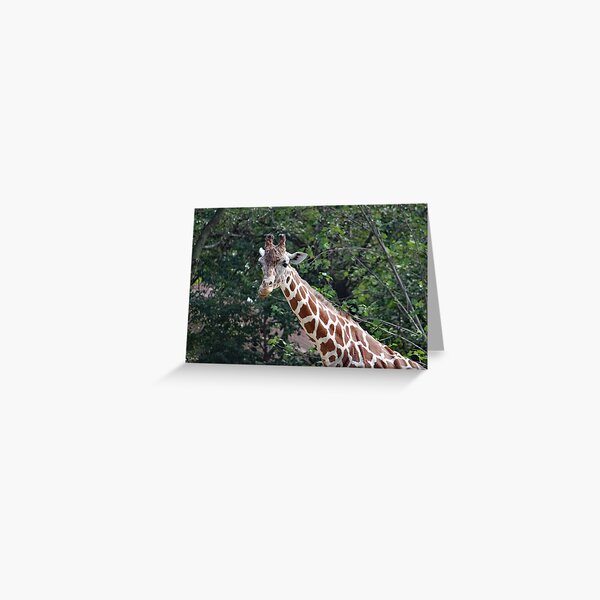 Item preview, Reticulated Giraffe designed and sold by Strawflower Oasis.