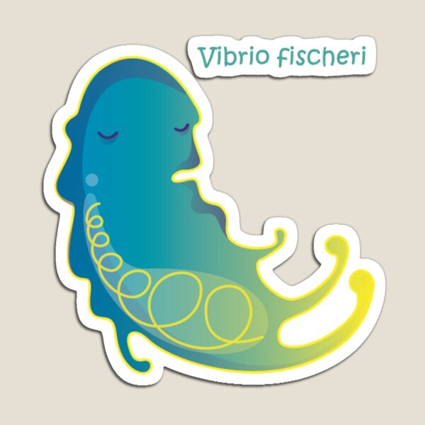 Vibrio fischeri Magnet