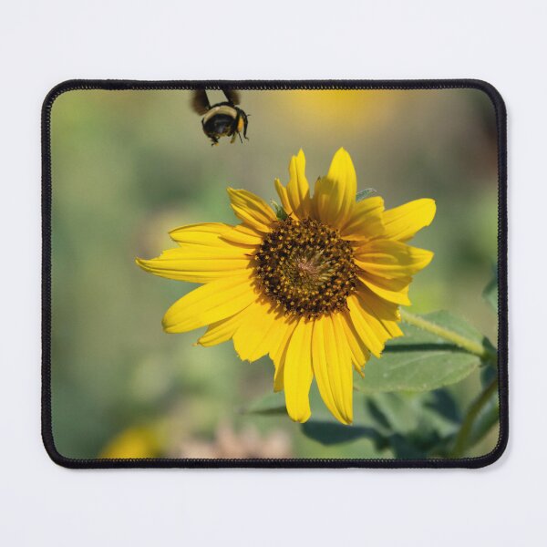 Item preview, Bumblebee flying over Sunflower on sunny morning designed and sold by Stretch Clendennen.