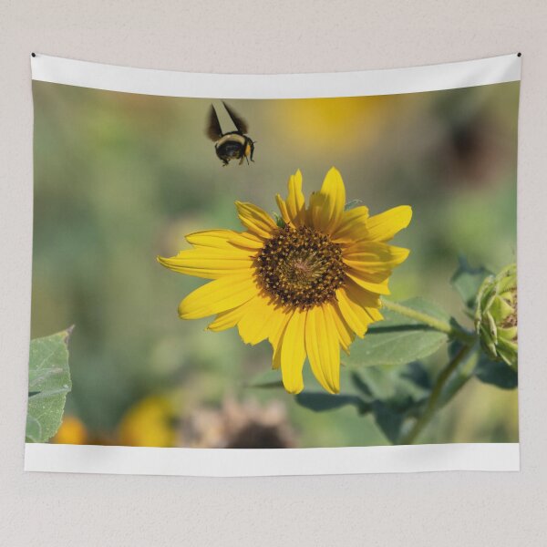 Item preview, Bumblebee flying over Sunflower on sunny morning designed and sold by Stretch Clendennen.