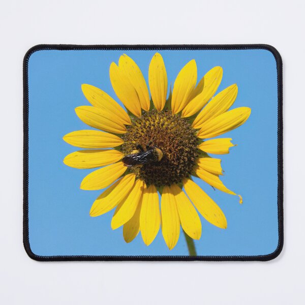 Item preview, Bumblebee pollenating a damaged yellow Sunflower bloom designed and sold by Stretch Clendennen.