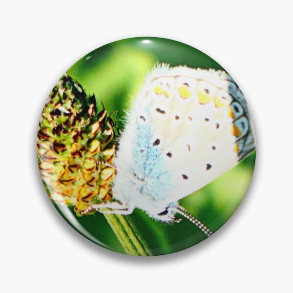 Item preview, Silver Studded Blue on Ribwort designed and sold by angel1.