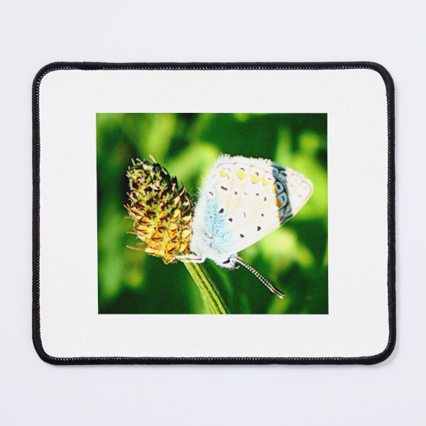 Item preview, Silver Studded Blue on Ribwort designed and sold by angel1.