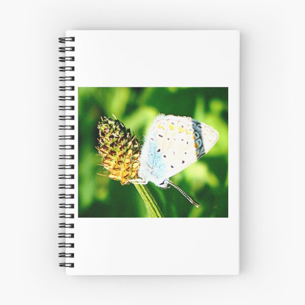 Item preview, Silver Studded Blue on Ribwort designed and sold by angel1.