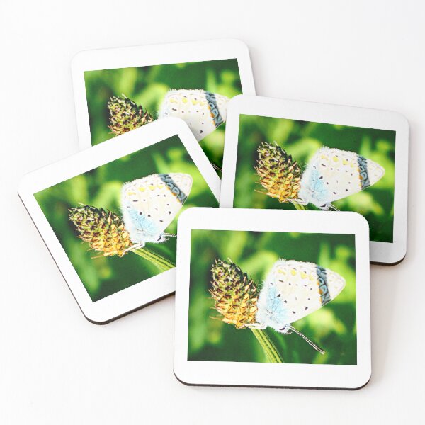 Item preview, Silver Studded Blue on Ribwort designed and sold by angel1.