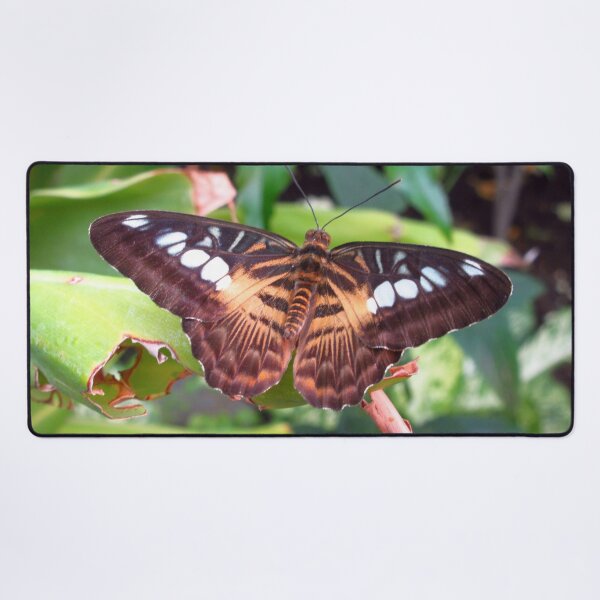 Item preview, Clipper Butterfly 1 designed and sold by MartinPhotos.