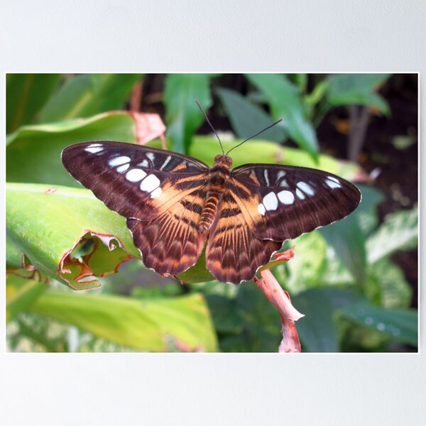 Item preview, Clipper Butterfly 1 designed and sold by MartinPhotos.