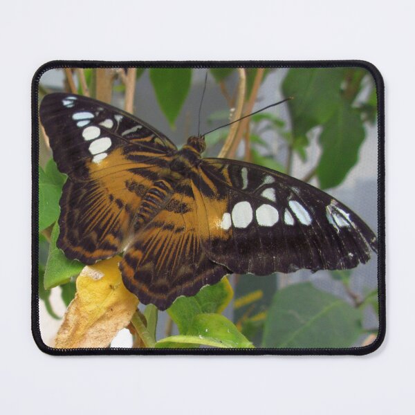 Item preview, Clipper Butterfly 2 designed and sold by MartinPhotos.