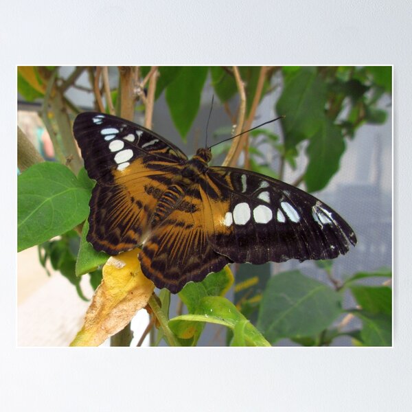 Item preview, Clipper Butterfly 2 designed and sold by MartinPhotos.