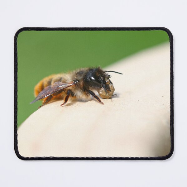 Item preview, Female red mason bee gathering mud designed and sold by GreyFeatherPhot.
