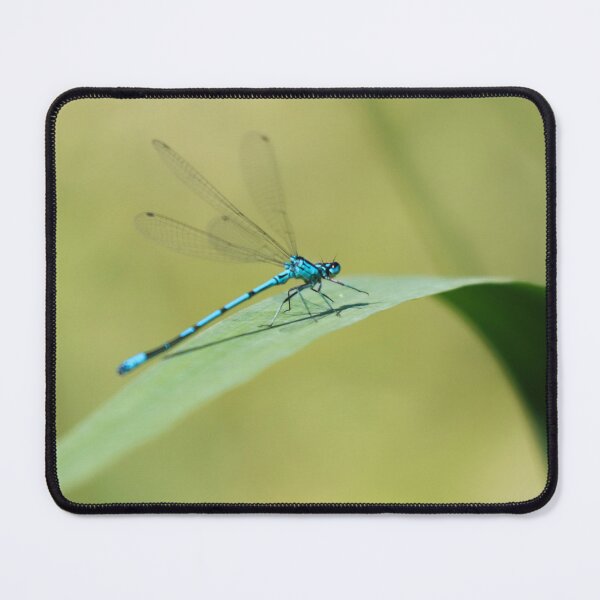 Item preview, Common blue damselfly designed and sold by GreyFeatherPhot.