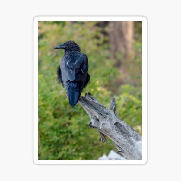 Beach crow Sticker