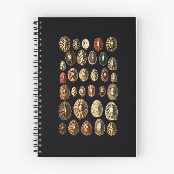 Item preview, Limpet Shells Vintage Antique Scientific Natural History Illustration   	 designed and sold by uaqkbxvtocn12.