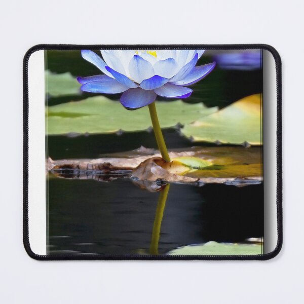 Artikelvorschau, Blaue Lilie in einem Teich in Queensland, Australien entworfen und verkauft von Seesee.
