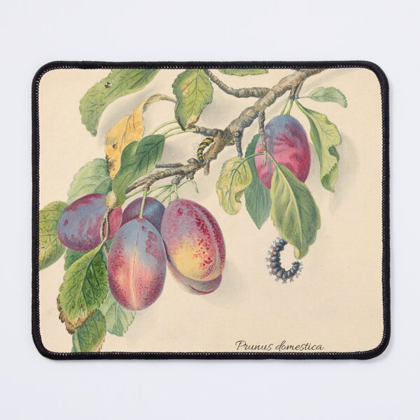 Item preview, Plum Botanical Classificaton designed and sold by The-Art-Depot.