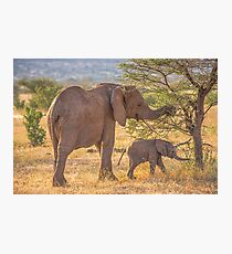 Kenya. Samburu National Reserve. Feeding Elephants in Sunset. Photographic Print