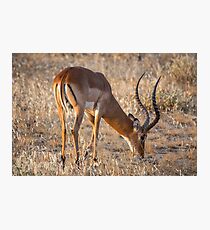 Kenya. Samburu National Reserve. Male Impala. Photographic Print