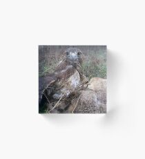 Griffon 10 Acrylic Block