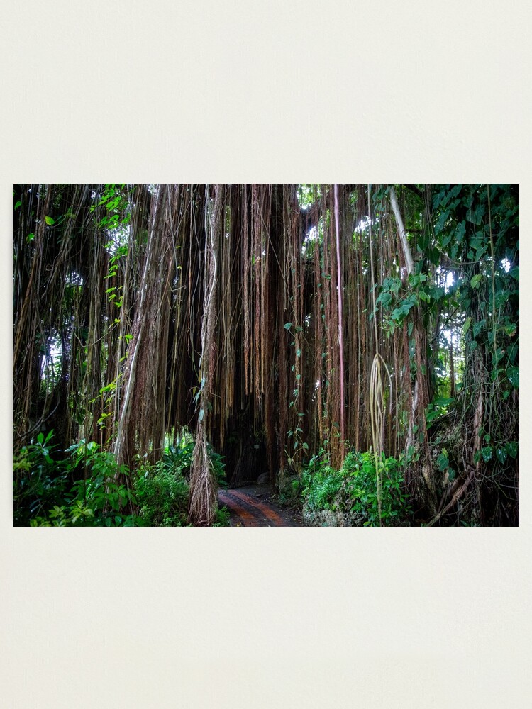 Bearded Fig Tree Andromeda Gardens Barbados Photographic Print