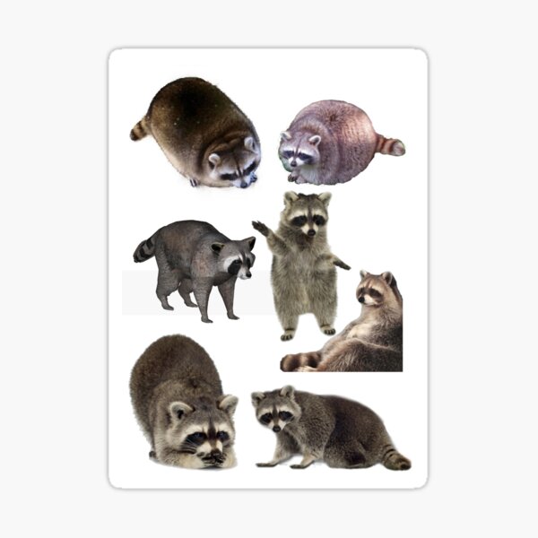 Item preview, Racoon designed and sold by Katrina Dunsire.