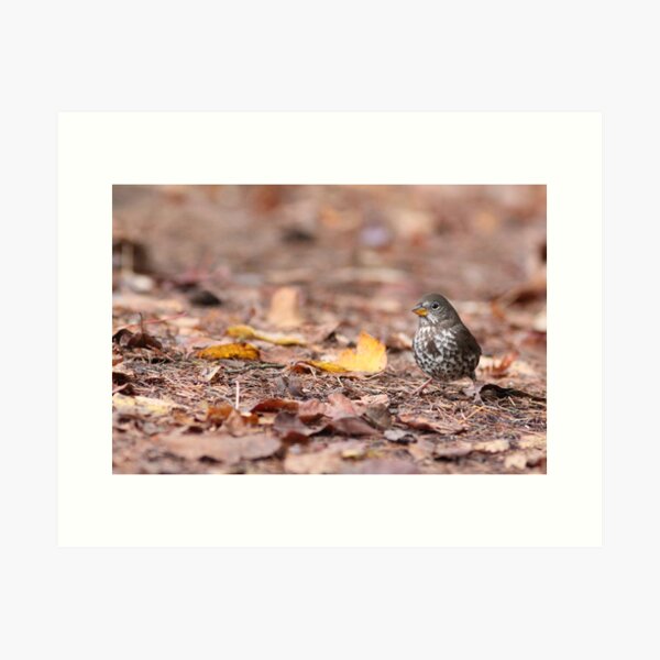 Fox Sparrow and Fallen Leaves Art Print