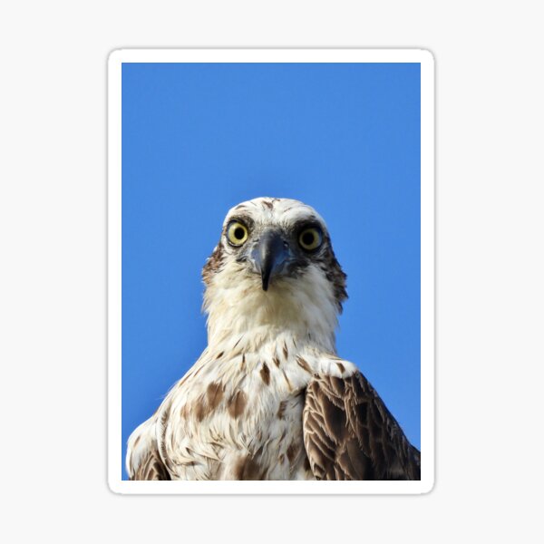 Item preview, Osprey look into my eyes designed and sold by Mark Grimsley.